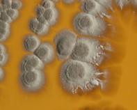 streptomyces colonies